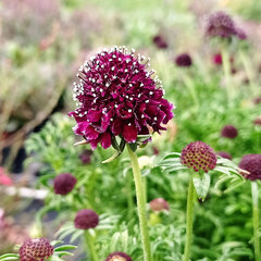 6252914_scabiosa_barocca_01