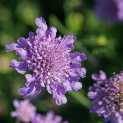 6251852_scabiosa_butterfly_blue_03