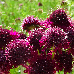 4223552_scabiosa_crimson_cushion_01