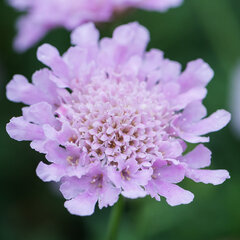 7213001_scabiosa_flutter_rose_pink_01