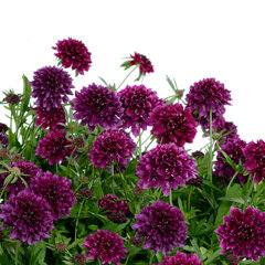 10250584_scabiosa_gelato_blueberry_01