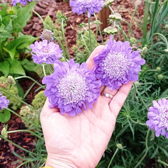5241069_scabiosa_mariposa_blue_01