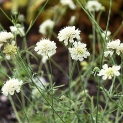 06201973_scabiosa_moon_dance_01
