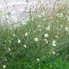 3253732_scabiosa_ochroleuca_01