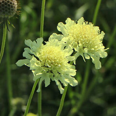 3253732_scabiosa_ochroleuca_02