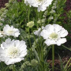 5211972_scabiosa_perfecta_alba_01