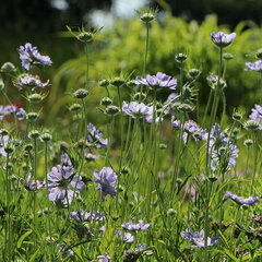 5212016_scabiosa_perfecta_01