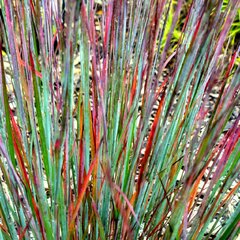 06202008_schizachyrium_colorado_02