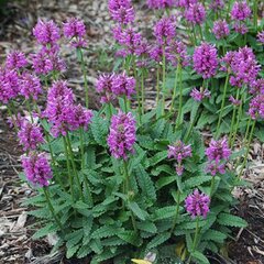 3251975_stachys_ukkie_01