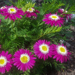 8213020_tanacetum_garden_treasure_01