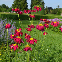 4250597_tanacetum_robinson_s_red_01