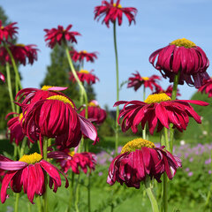 4250597_tanacetum_robinson_s_red_02