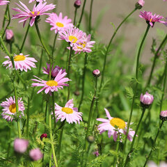 3250577_tanacetum_robinson_s_rose_01