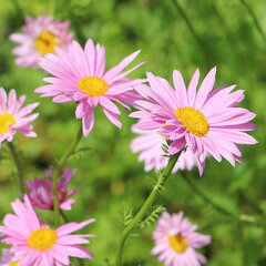 3250577_tanacetum_robinson_s_rose_02