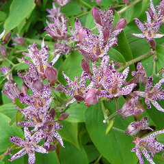 3254110_tricyrtis_hirta_03