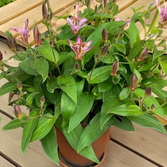 9254854_tricyrtis_pink_freckles_01