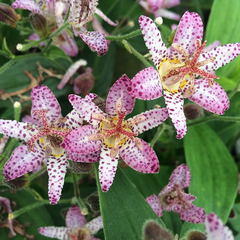 9254854_tricyrtis_pink_freckles_03