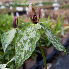 4223554_trillium_cuneatum_01