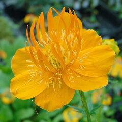 3252635_trollius_ch