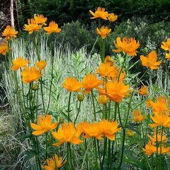3252635_trollius_ch_2