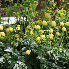 7223087_trollius_cheddar_01