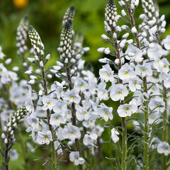 8242244_veronica_tissington_white_02