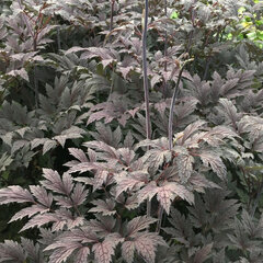7241300_actaea_carbonella_01