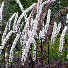 7241300_actaea_carbonella_03
