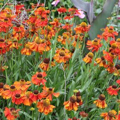 5250868_helenium_moerheim_beauty_k9_01