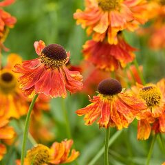 5250868_helenium_moerheim_beauty_k9_07