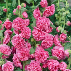 2233221_alcea_charter_s_double_rose_01