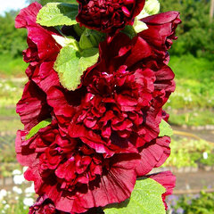 9233222_alcea_charter_s_double_scarlet_01