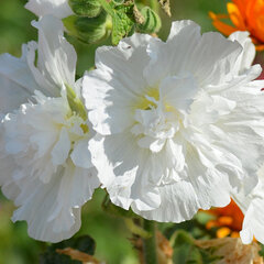 2233223_alcea_charter_s_double_white_01