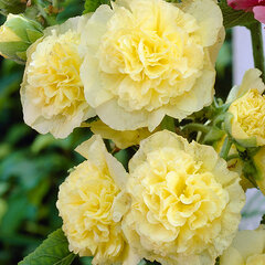 9233224_alcea_charter_s_double_yellow_01