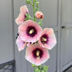 2244089_alcea_rosea_apricot_01