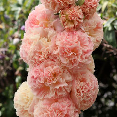 3233473_alcea_rosea_chaters_double_apricot_01