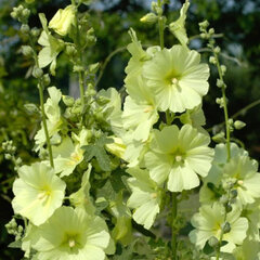 2244088_alcea_rosea_lemon_01