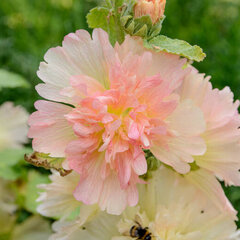9253770_alcea_rosea_spring_apricot_01