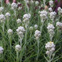 10202386_anaphalis_margaritacea_01