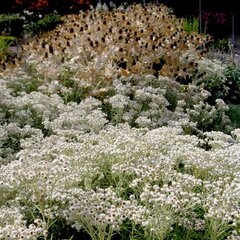 05200902_anaphalis_neuschnee_01