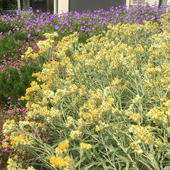 2232251_anaphalis_schwefellicht_01