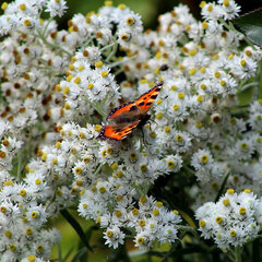 7201460_anaphalis_silver_wave_01