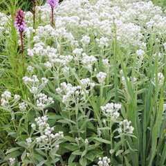 3252060_anaphalis_triplinervis_01