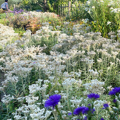 3252060_anaphalis_triplinervis_04