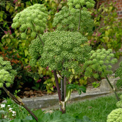 3253719_angelica_archangelica_02