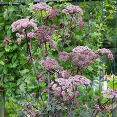 8243772_angelica_vicars_mead_02