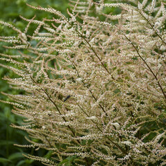 3591_aruncus_chantilly_lace_01