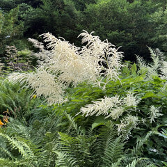 7251400_aruncus_dioicus_02