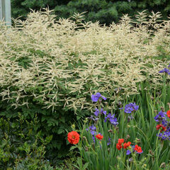 2541_aruncus_misty_lace_01