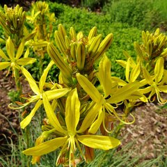 1703_asphodeline_lutea_01